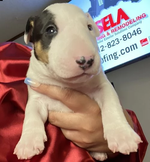 adorabili cuccioli di bull terrier  femminucce e maschietti disponibili per l'adozione gratuita 