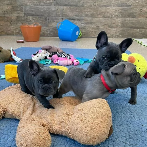  regalo bouledogue francese
