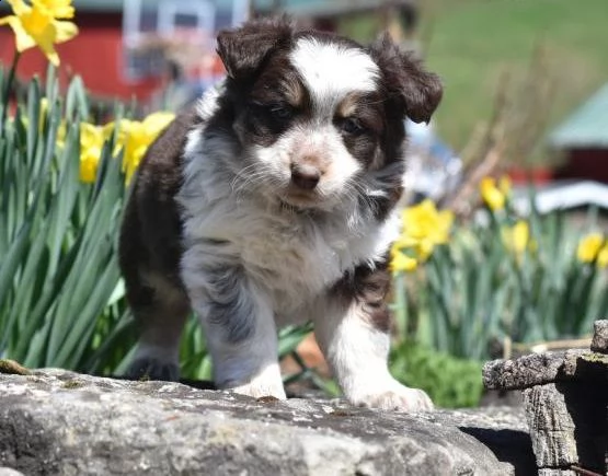  disponibili cuccioli di pastore australiano per adozione