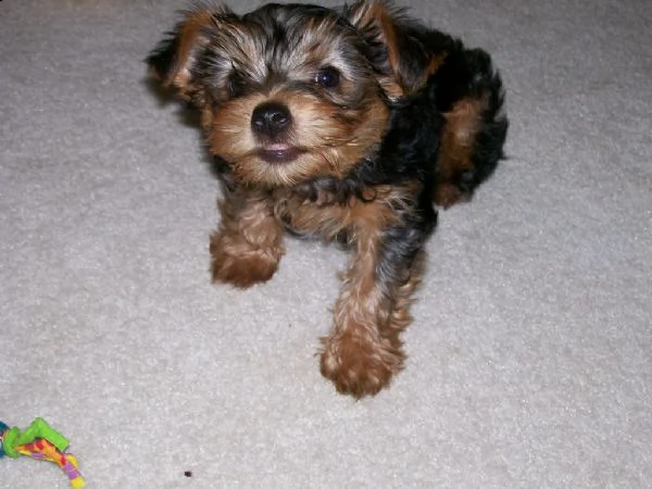 disponibile eccellente cucciolata di yorkshire toy | Foto 1
