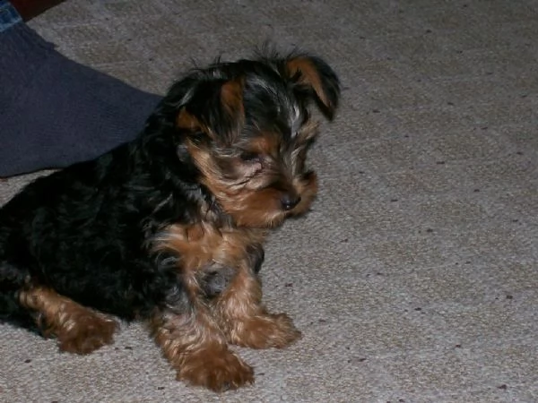 disponibile eccellente cucciolata di yorkshire toy | Foto 0