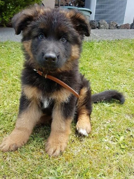   regalo cuccioli pastore tedesco