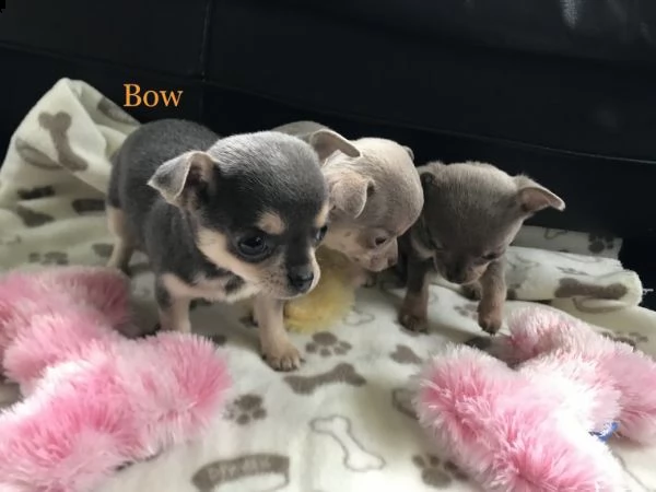 regalo cuccioli di chihuahua mini toy