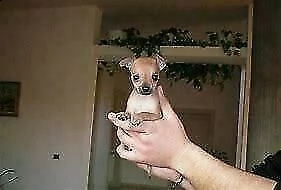 cucciolotti di pincher, di due mesi e mezzo