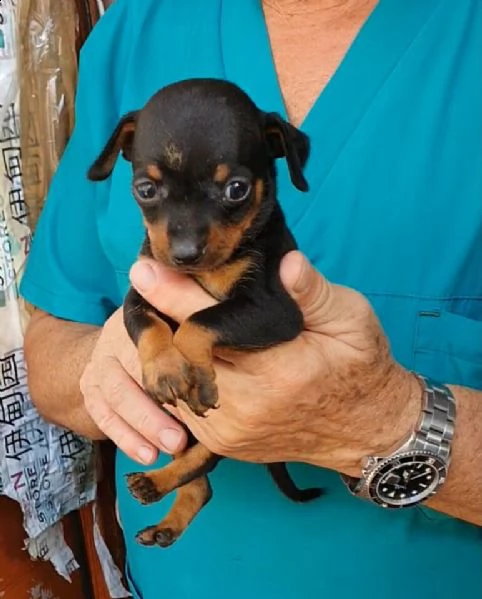 disponiamo di nerissimi e semplicissimi cuccioli dipinchers