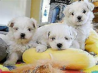 abbiamo per la vostra visibilita' dei giuggiolosi cucciolotti di maltesi mini