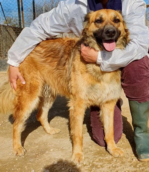 ...ma perchè nessuno la vuole?shila in canile! | Foto 6