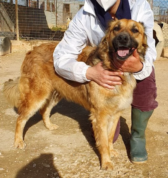 ...ma perchè nessuno la vuole?shila in canile!