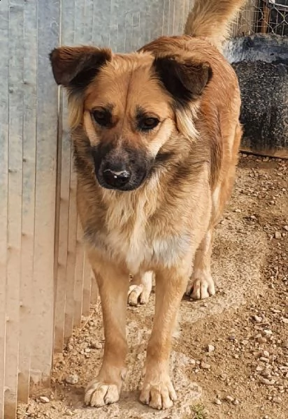 ...ma perchè nessuno la vuole?shila in canile! | Foto 5