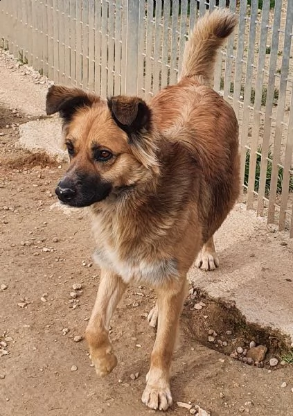 ...ma perchè nessuno la vuole?shila in canile! | Foto 4