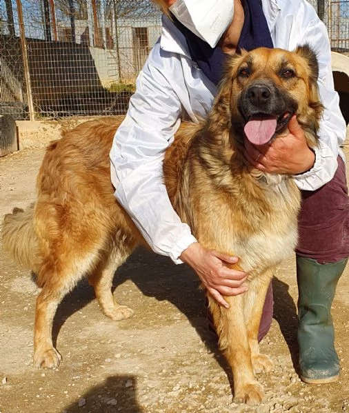 ...ma perchè nessuno la vuole?shila in canile! | Foto 3