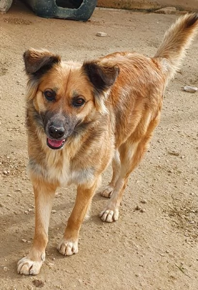 ...ma perchè nessuno la vuole?shila in canile! | Foto 2