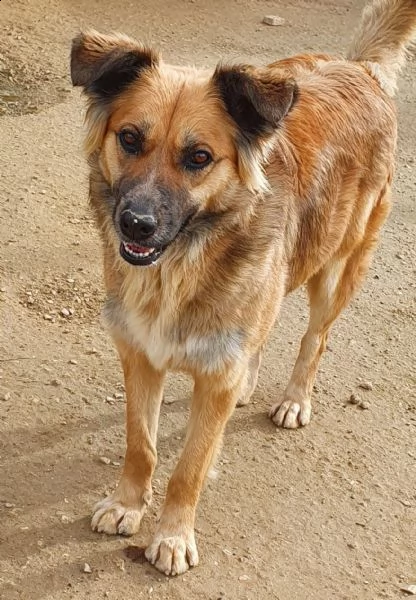 ...ma perchè nessuno la vuole?shila in canile! | Foto 0