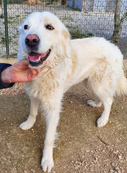 vorrei essere la tua luce,adottami... | Foto 6