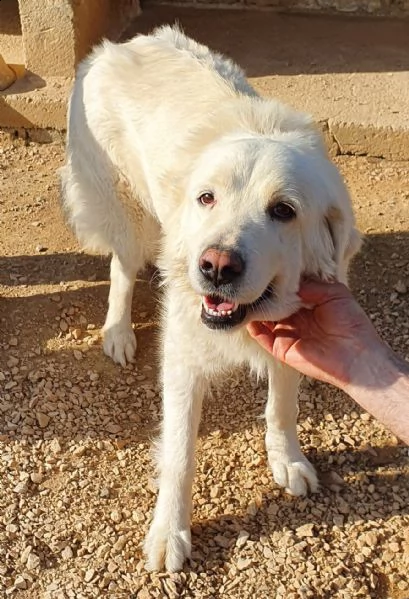 vorrei essere la tua luce,adottami... | Foto 5