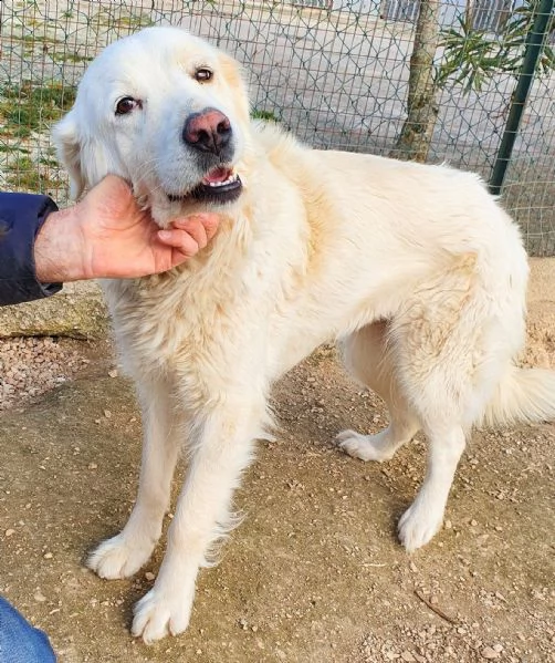 vorrei essere la tua luce,adottami... | Foto 4