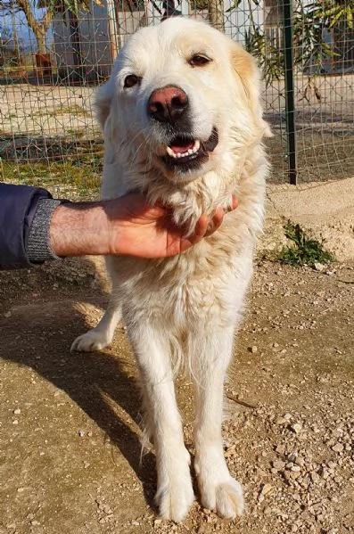 vorrei essere la tua luce,adottami... | Foto 3