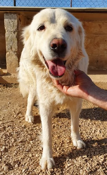 vorrei essere la tua luce,adottami... | Foto 2