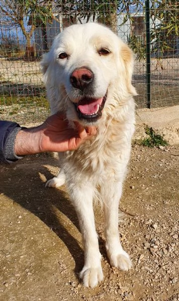 vorrei essere la tua luce,adottami... | Foto 1