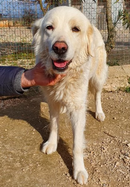 vorrei essere la tua luce,adottami... | Foto 0