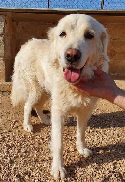 vorrei essere la tua luce,adottami...