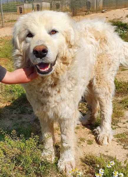 sonny,tanto grande,quanto buono e dolce.in canile! | Foto 6