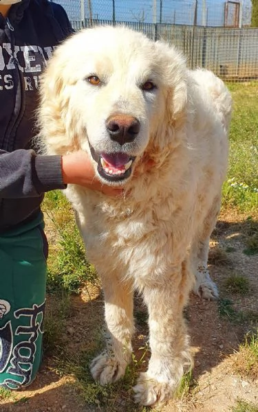 sonny,tanto grande,quanto buono e dolce.in canile! | Foto 5