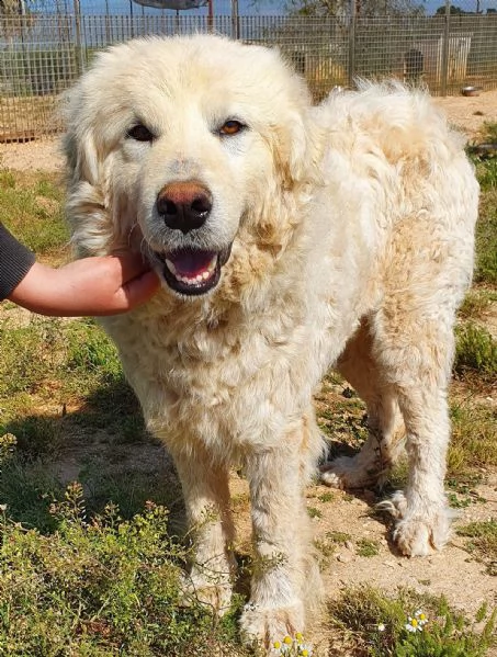 sonny,tanto grande,quanto buono e dolce.in canile! | Foto 4