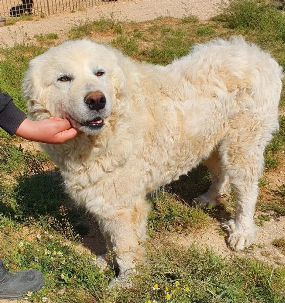 sonny,tanto grande,quanto buono e dolce.in canile! | Foto 3