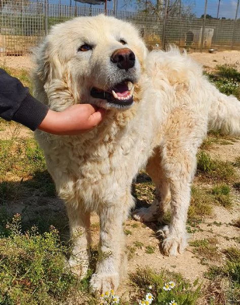 sonny,tanto grande,quanto buono e dolce.in canile! | Foto 2