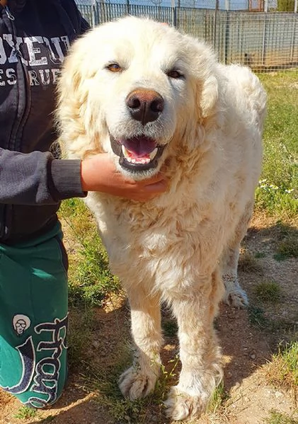 sonny,tanto grande,quanto buono e dolce.in canile!