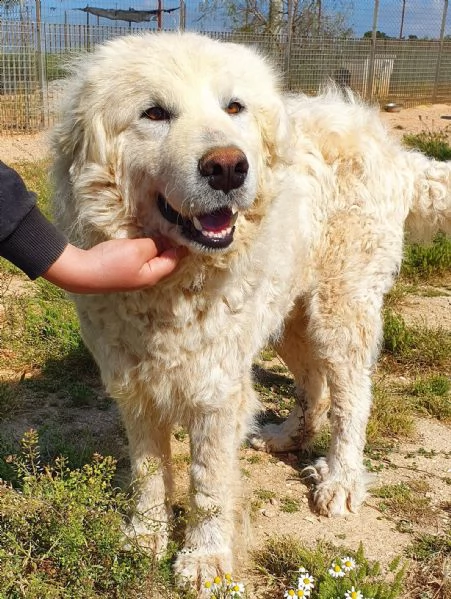 sonny,tanto grande,quanto buono e dolce.in canile! | Foto 1