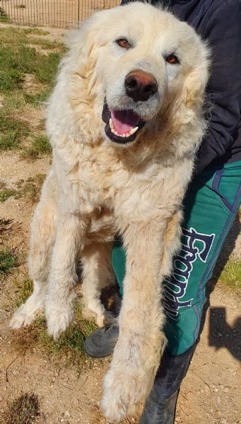 sonny,tanto grande,quanto buono e dolce.in canile! | Foto 0