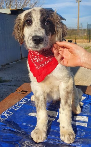 chiama per quegli occhioni tristi!liam,in canile! | Foto 6