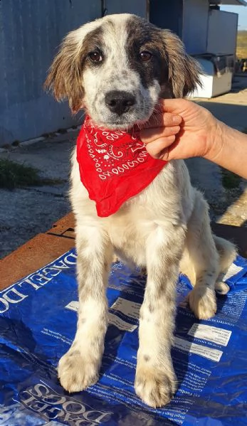 chiama per quegli occhioni tristi!liam,in canile!