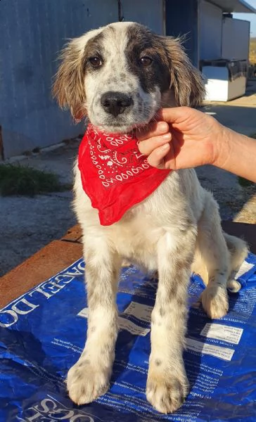 chiama per quegli occhioni tristi!liam,in canile! | Foto 5