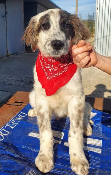 chiama per quegli occhioni tristi!liam,in canile! | Foto 4