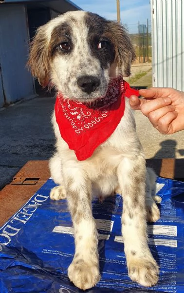 chiama per quegli occhioni tristi!liam,in canile! | Foto 3