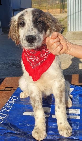 chiama per quegli occhioni tristi!liam,in canile! | Foto 2