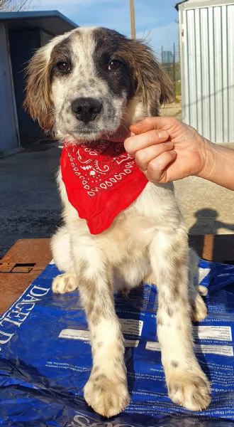 chiama per quegli occhioni tristi!liam,in canile! | Foto 1