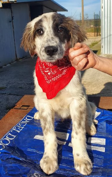 chiama per quegli occhioni tristi!liam,in canile! | Foto 0