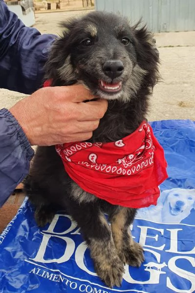 cara mamma,anch'io ho un cuore uguale aglia ltri cuccioli! | Foto 6