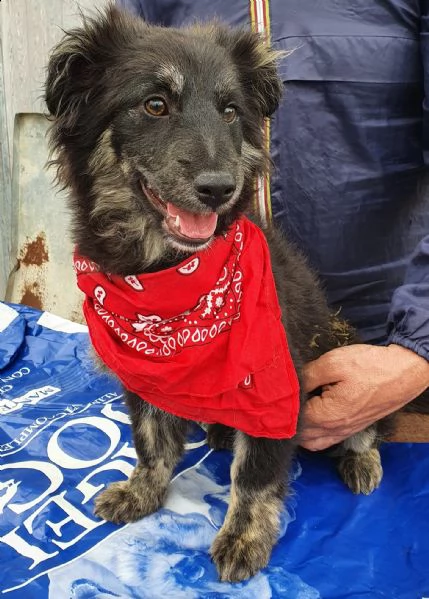 cara mamma,anch'io ho un cuore uguale aglia ltri cuccioli! | Foto 5