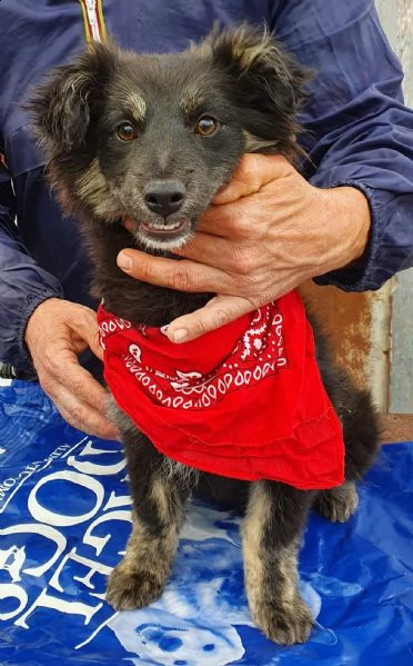 cara mamma,anch'io ho un cuore uguale aglia ltri cuccioli!