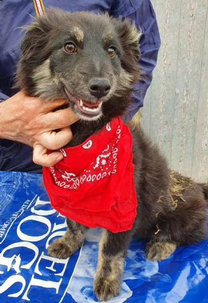 cara mamma,anch'io ho un cuore uguale aglia ltri cuccioli! | Foto 4