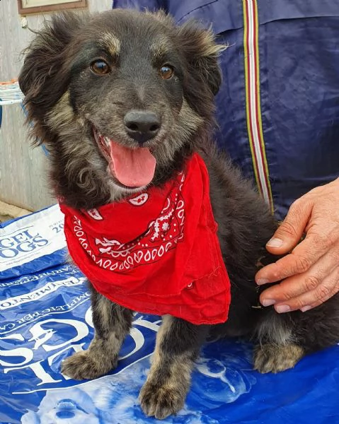 cara mamma,anch'io ho un cuore uguale aglia ltri cuccioli! | Foto 3