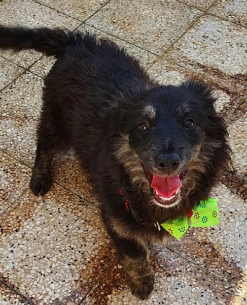 cara mamma,anch'io ho un cuore uguale aglia ltri cuccioli! | Foto 2