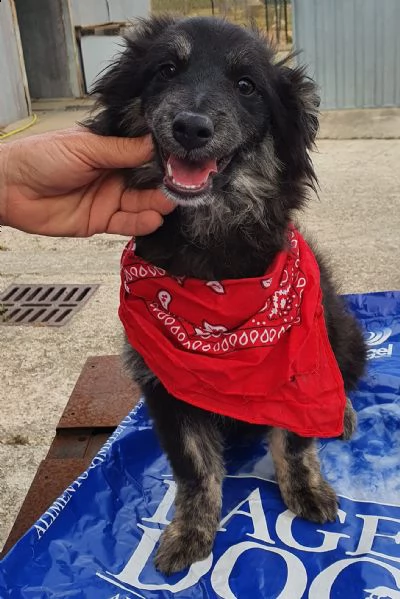 cara mamma,anch'io ho un cuore uguale aglia ltri cuccioli! | Foto 1