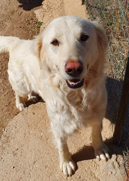 per dafne,mamma e papà per la vita..in canile! | Foto 6