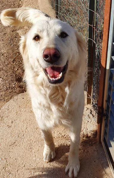 per dafne,mamma e papà per la vita..in canile!